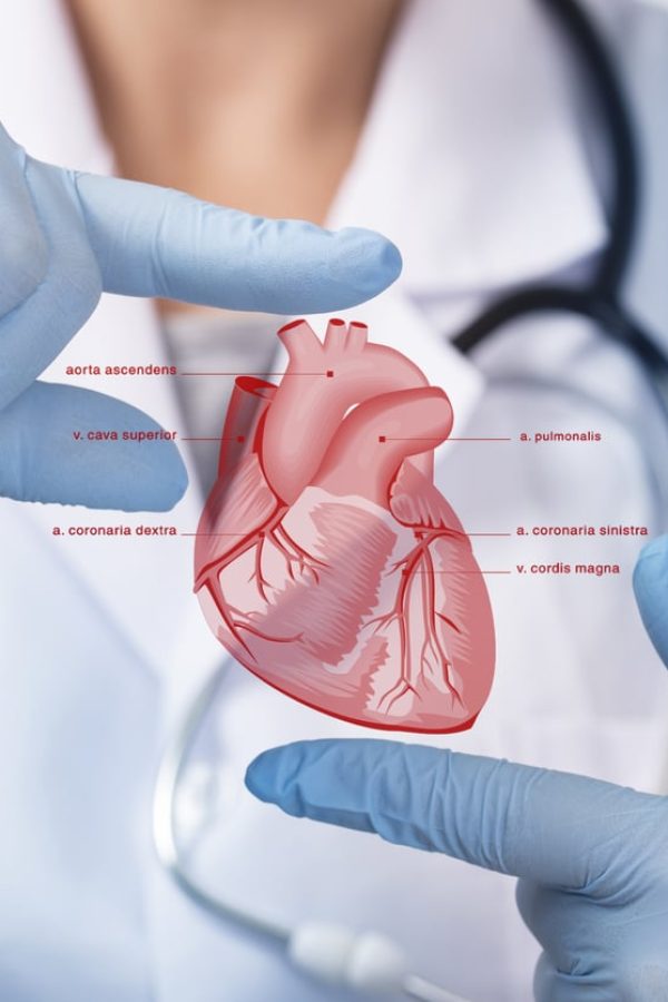 Doctor holding heart Doctor holding heart